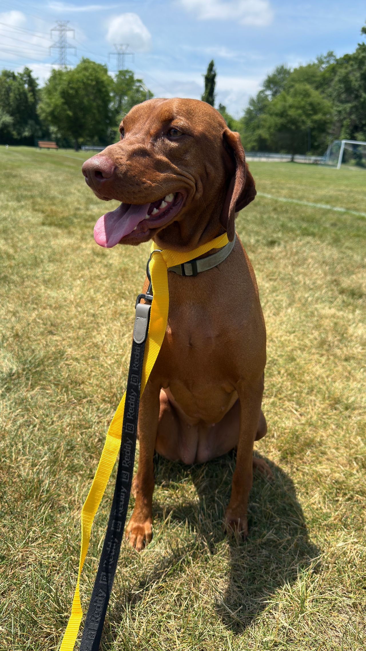 Pet travel photo 2