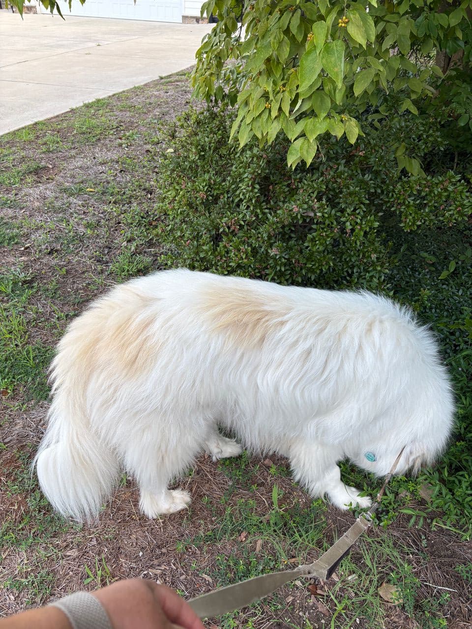 Pet travel photo 3