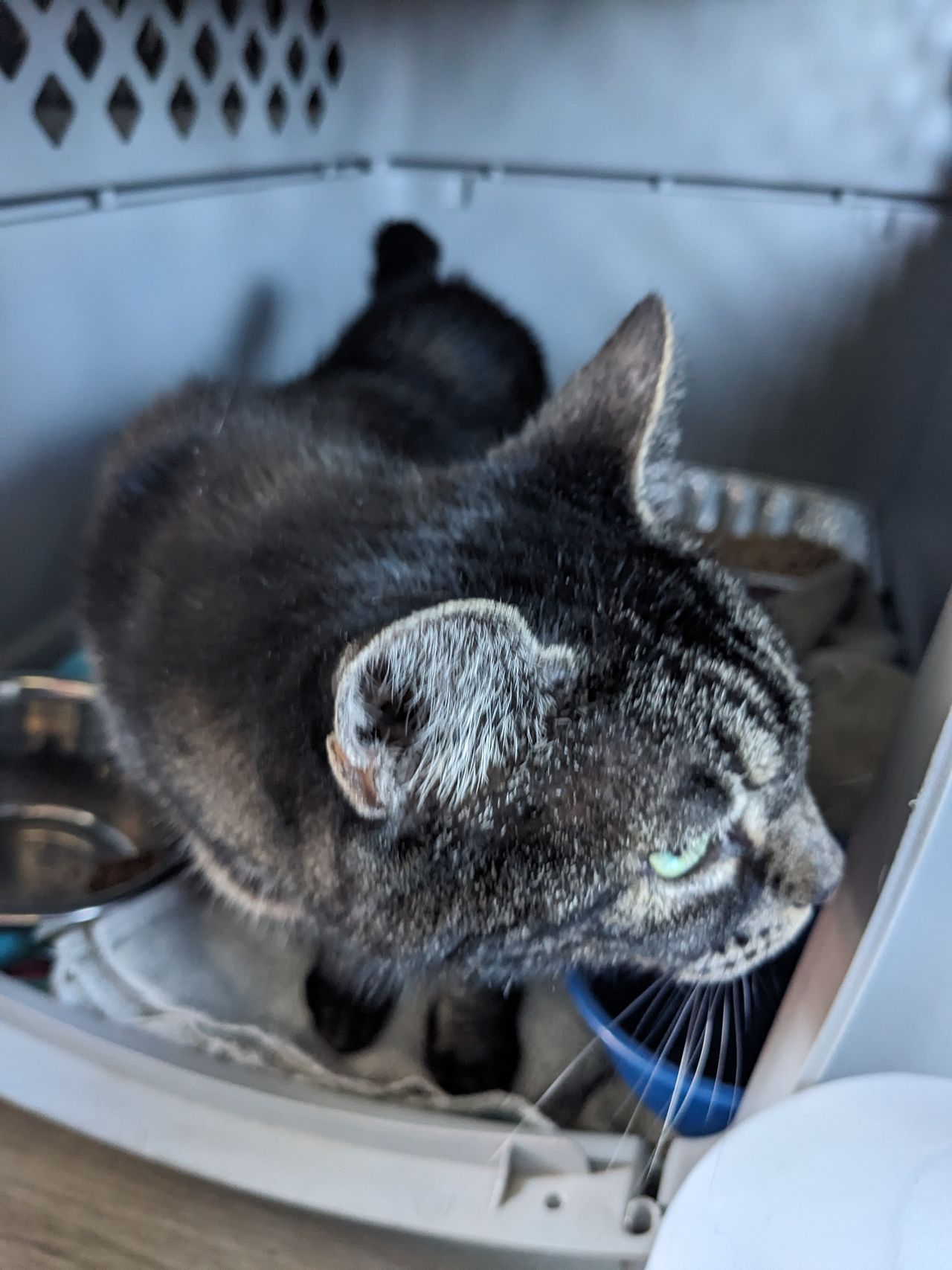 Pet travel photo 2