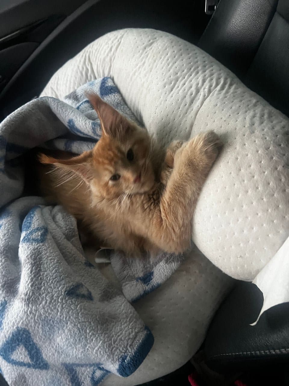 Pet travel photo 2