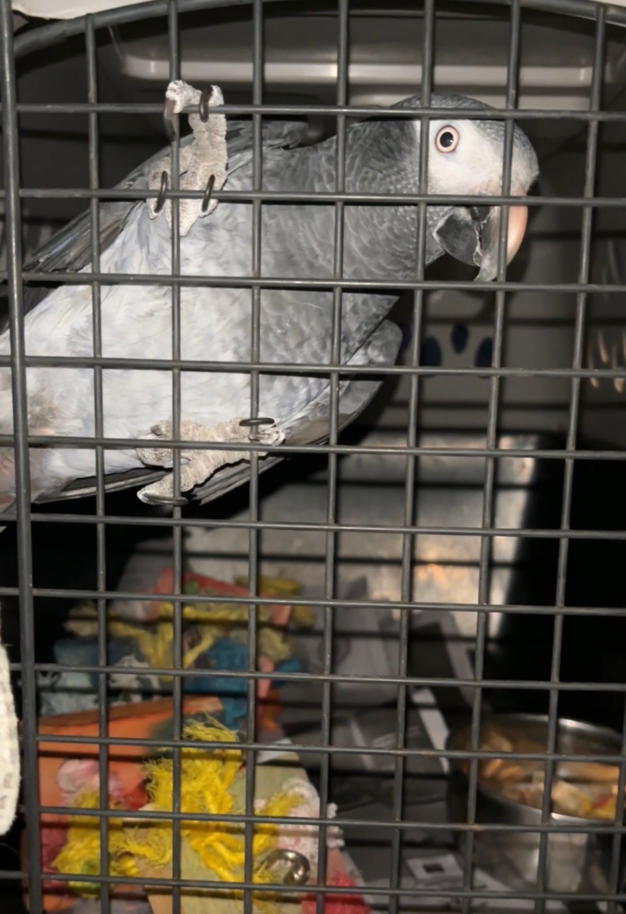Pet travel photo 5