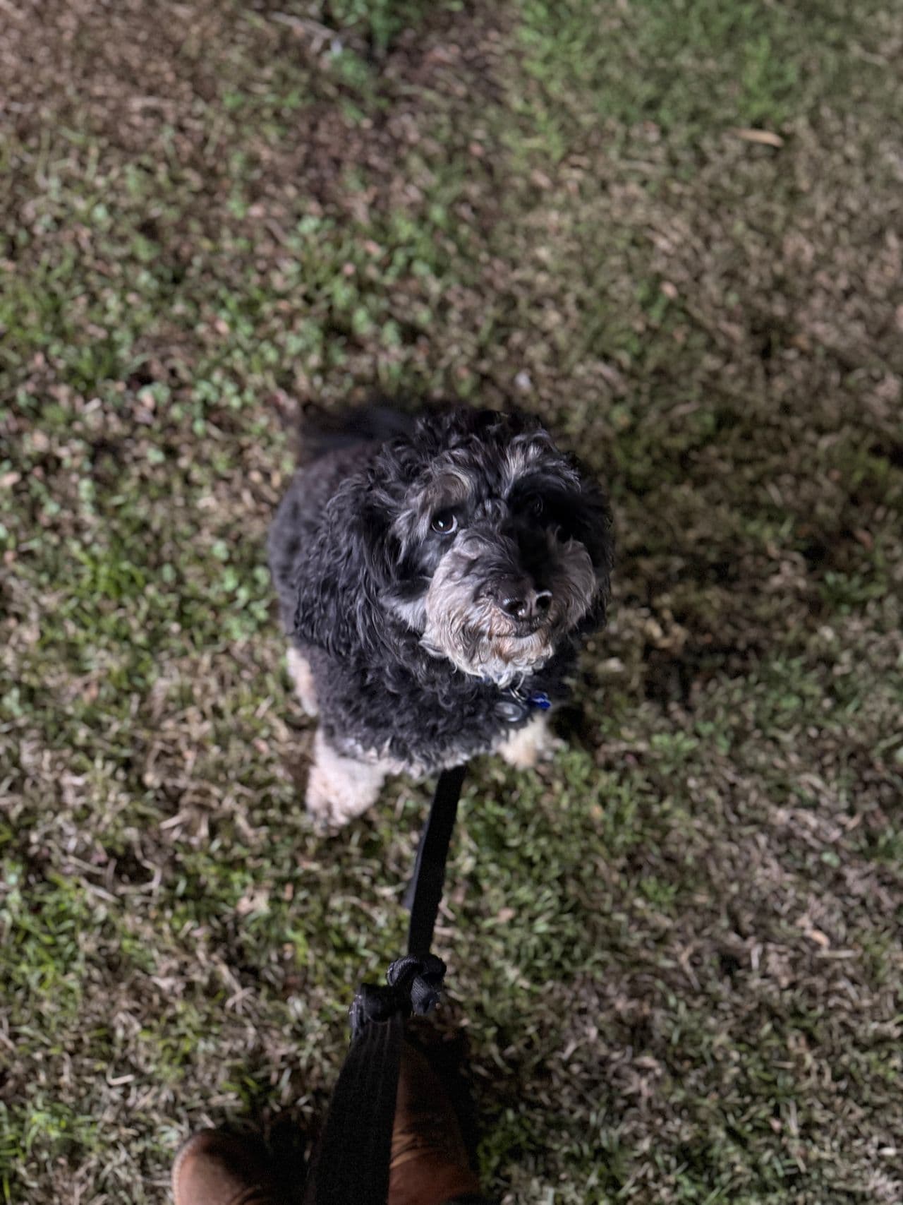 Pet travel photo 6