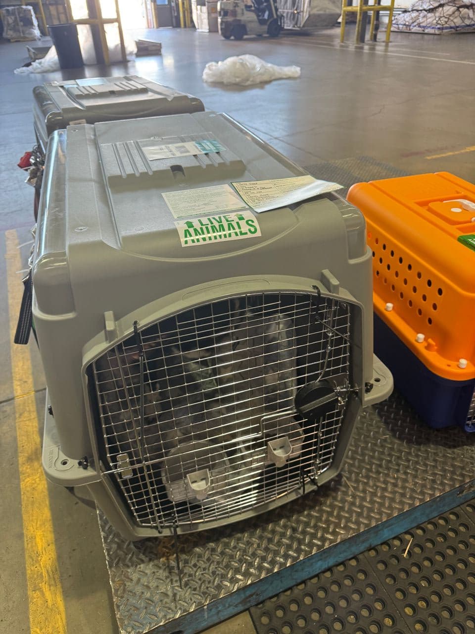 Pet travel photo 4