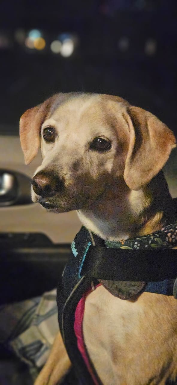 Pet travel photo 3