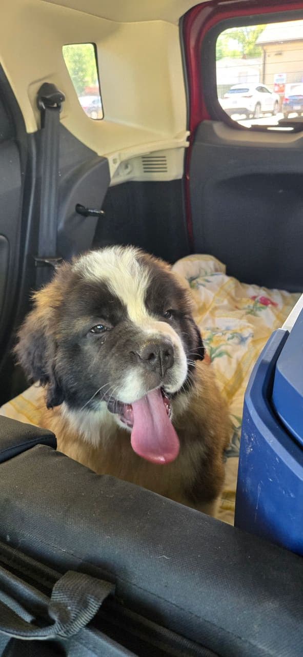 Pet travel photo 3