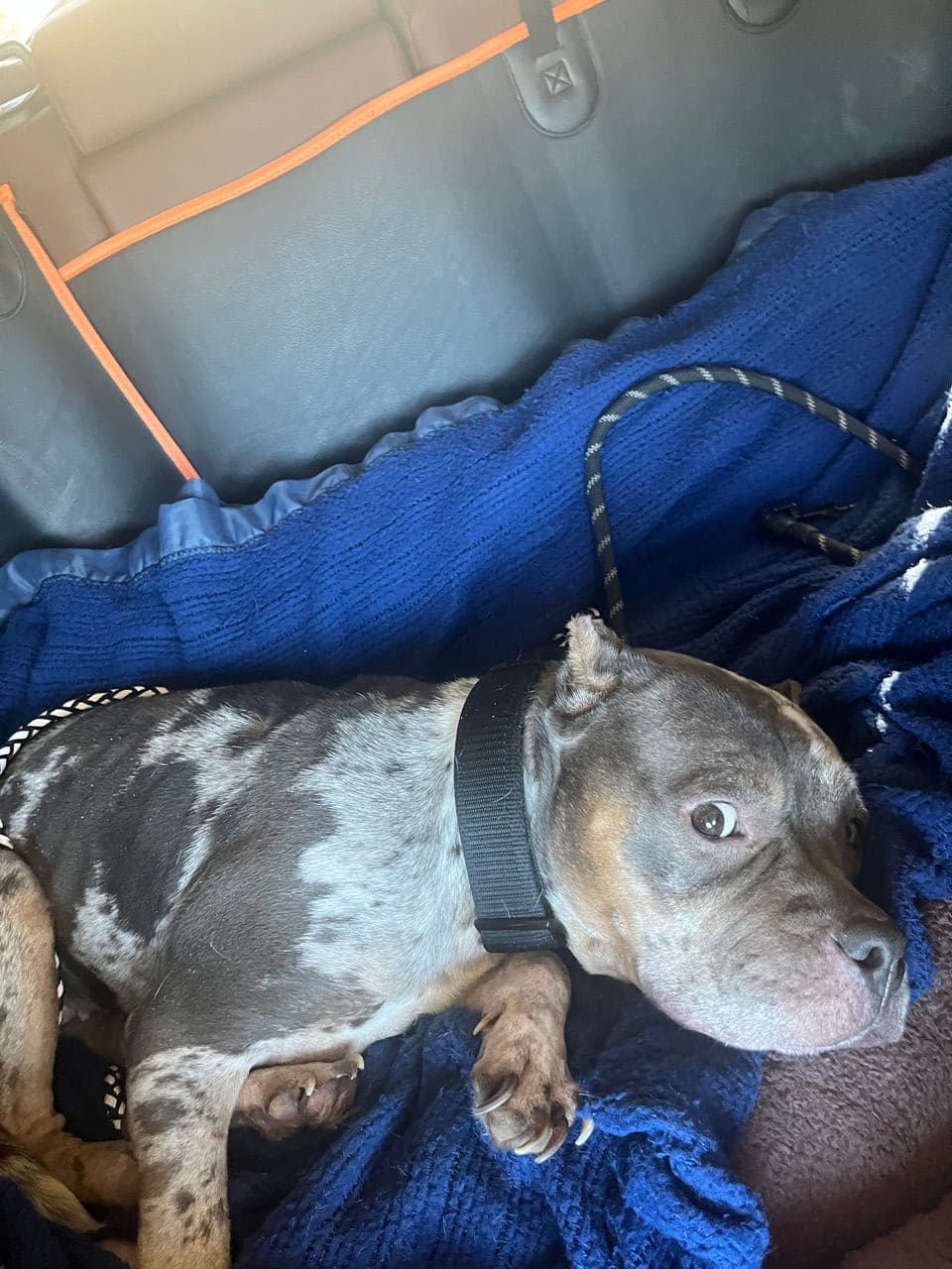 Pet travel photo 5