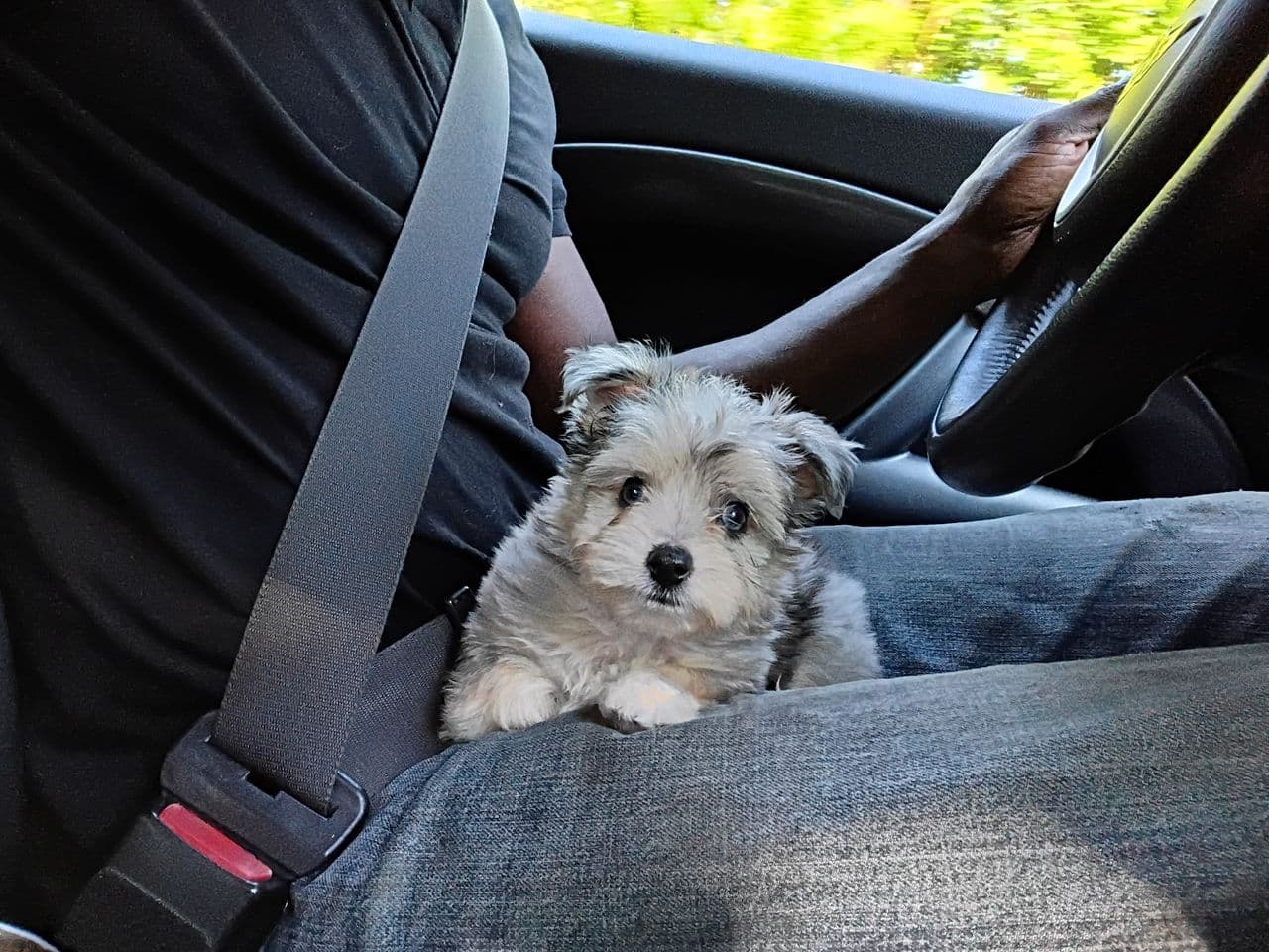 Pet travel photo 3