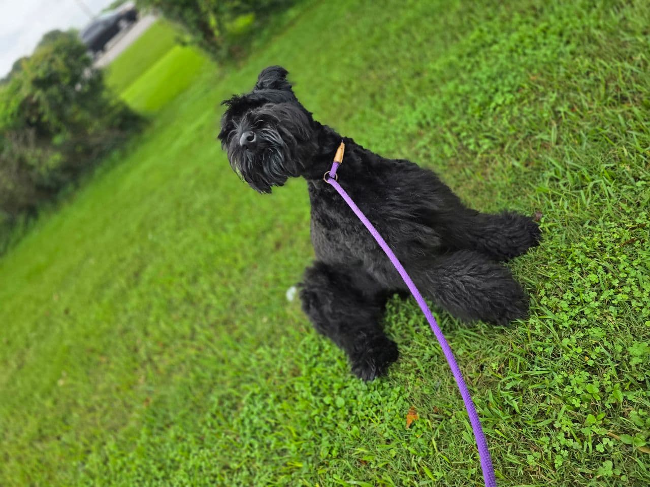Pet travel photo 3