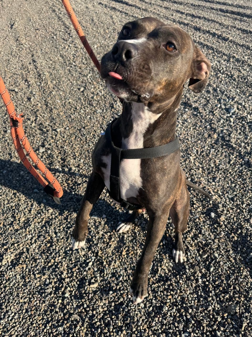 Pet travel photo 4