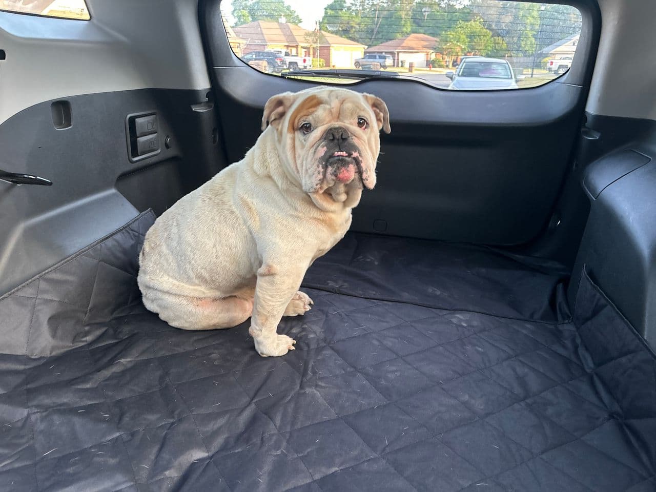 Pet travel photo 4