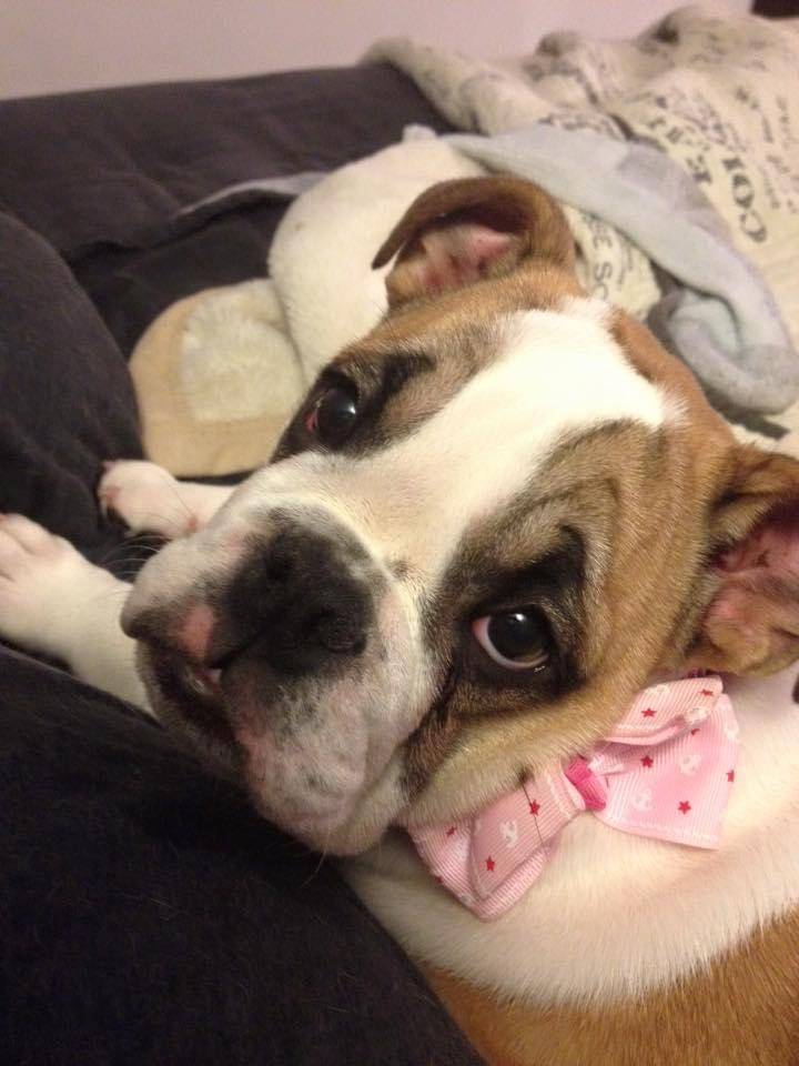 Pet travel photo 3