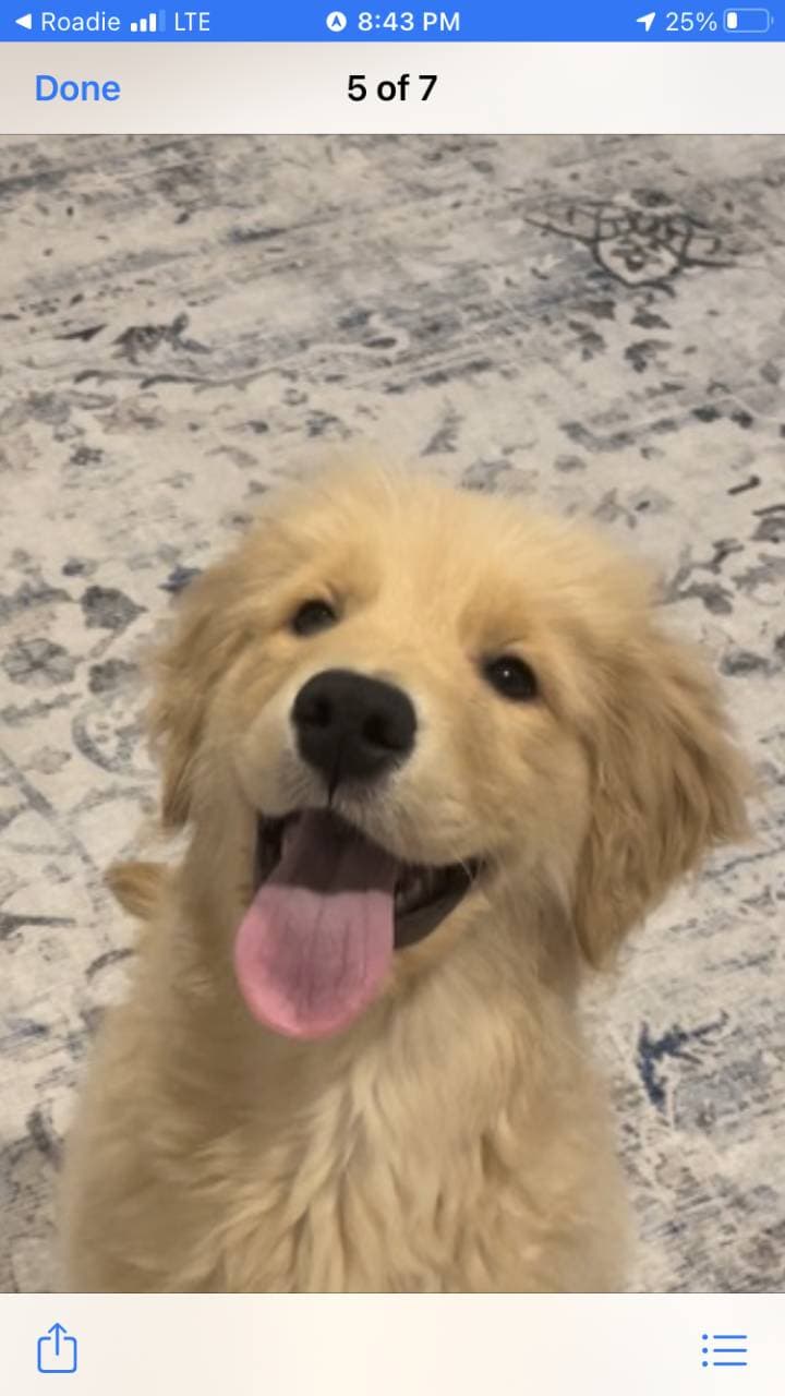 Pet travel photo 3