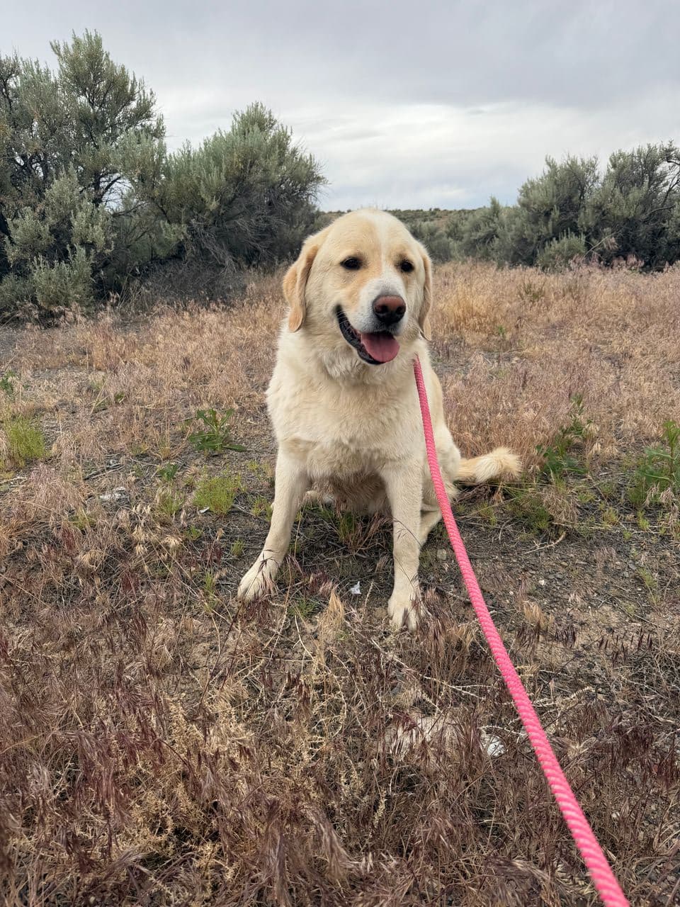 Pet travel photo 1
