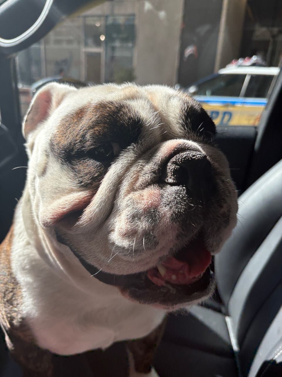 Pet travel photo 3