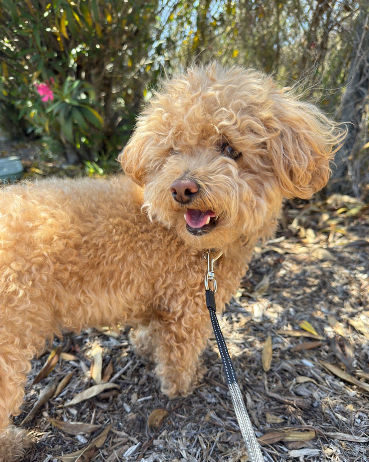 Pet travel photo 1