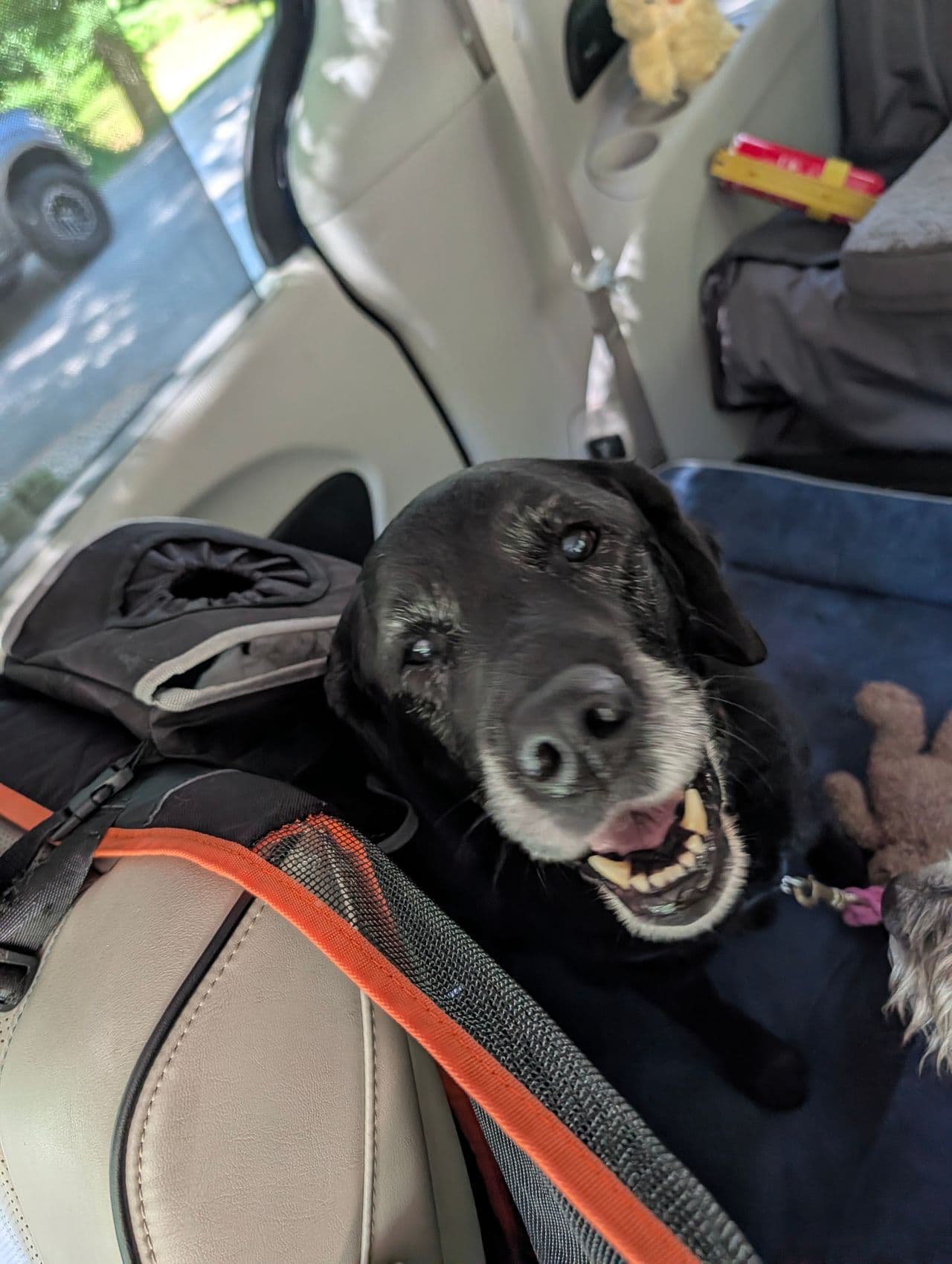 Pet travel photo 4