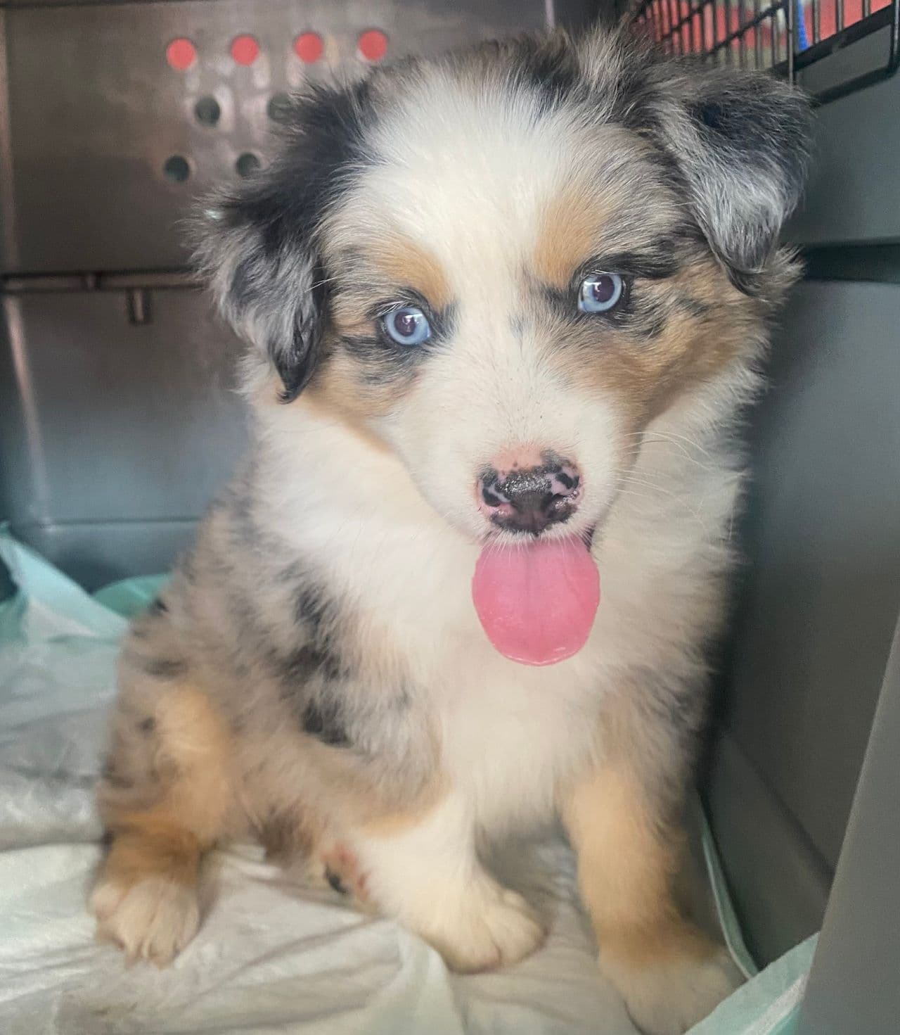 Pet travel photo 2