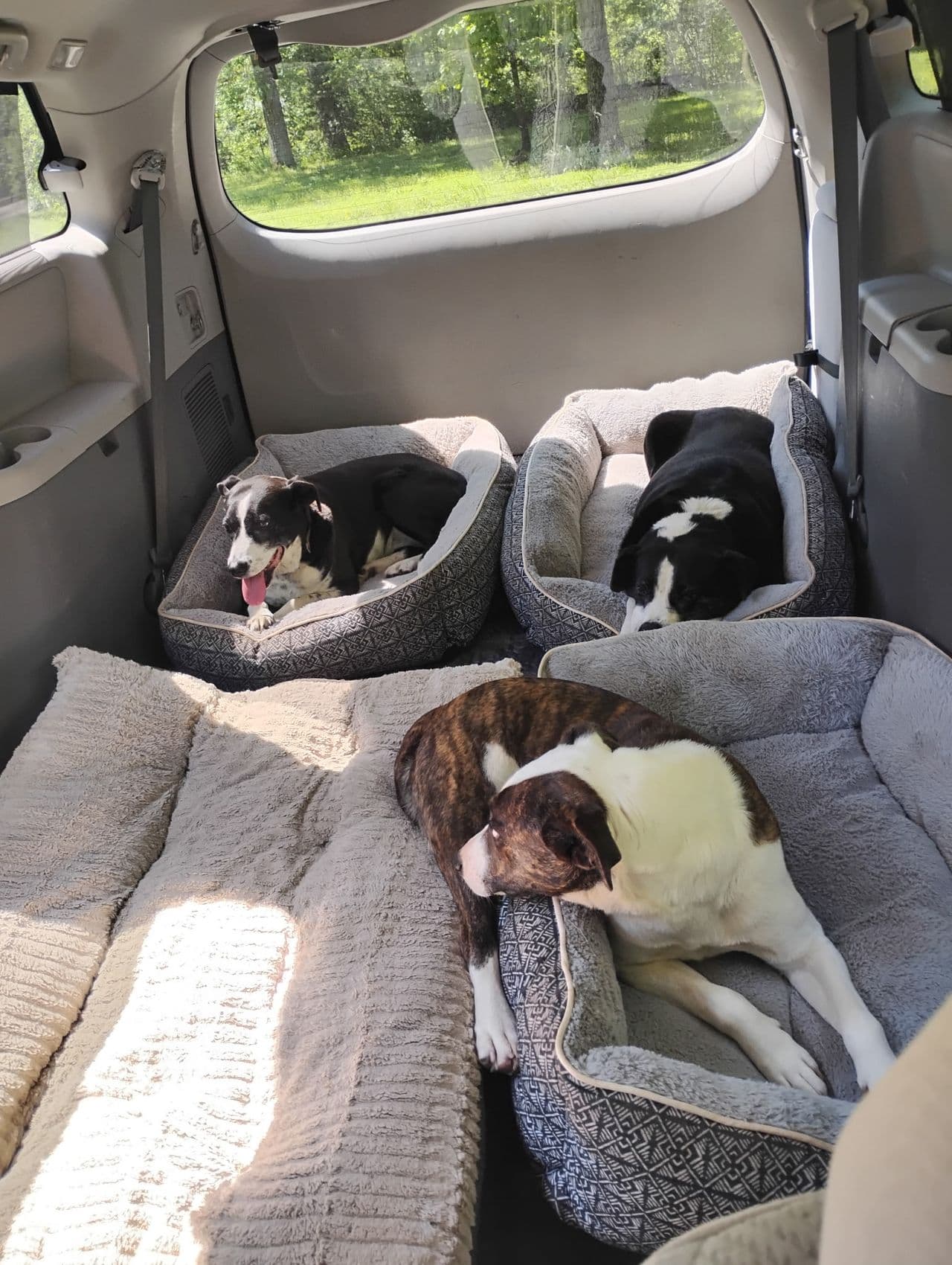 Pet travel photo 1