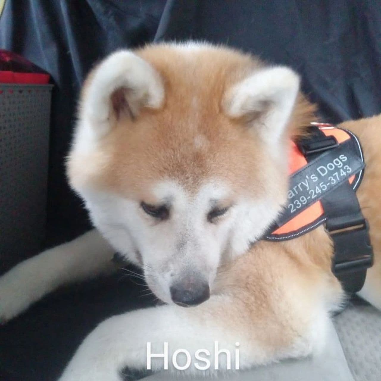 Pet travel photo 4