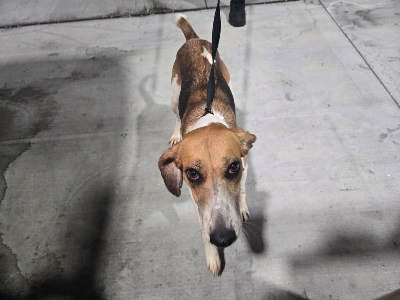 Pet travel photo 3