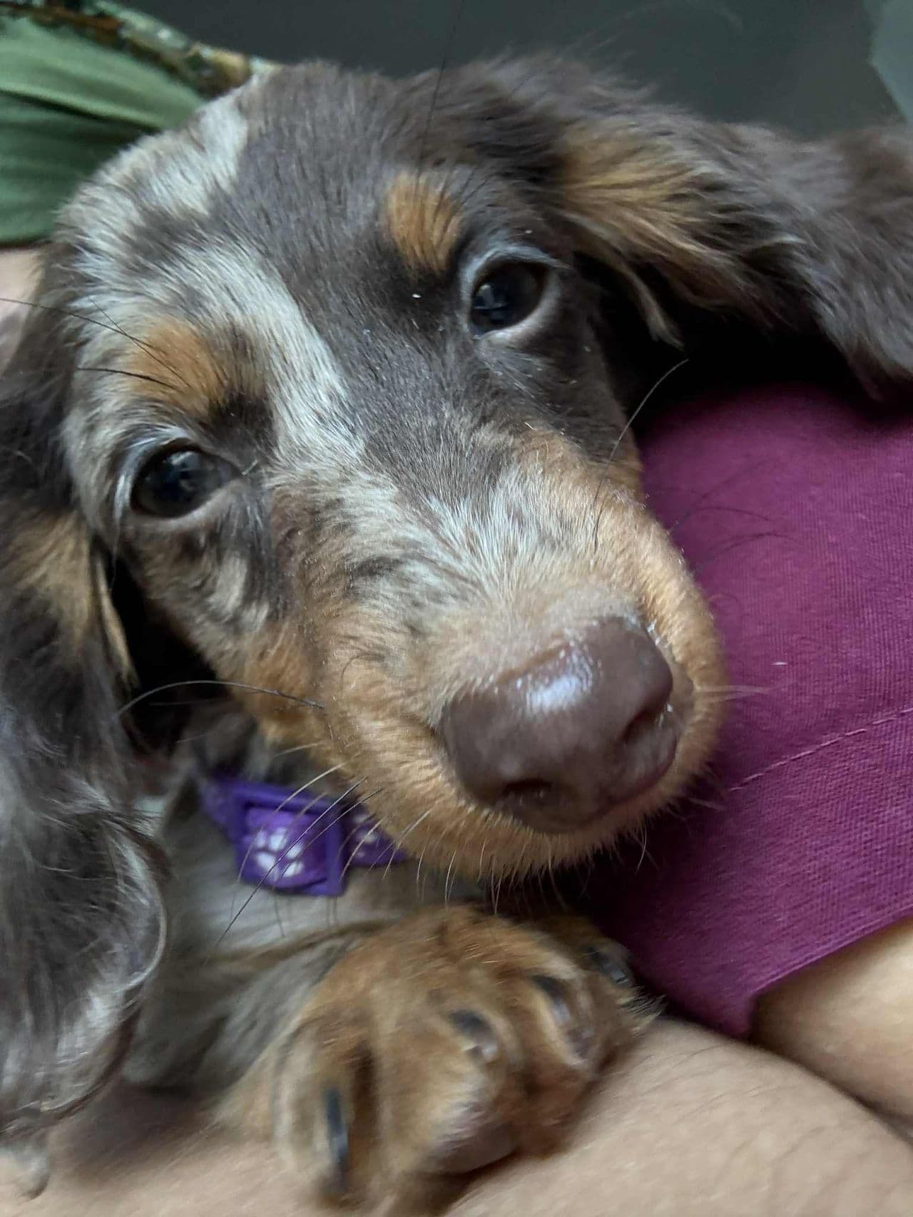 Pet travel photo 3