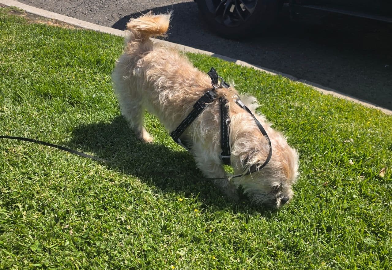 Pet travel photo 1