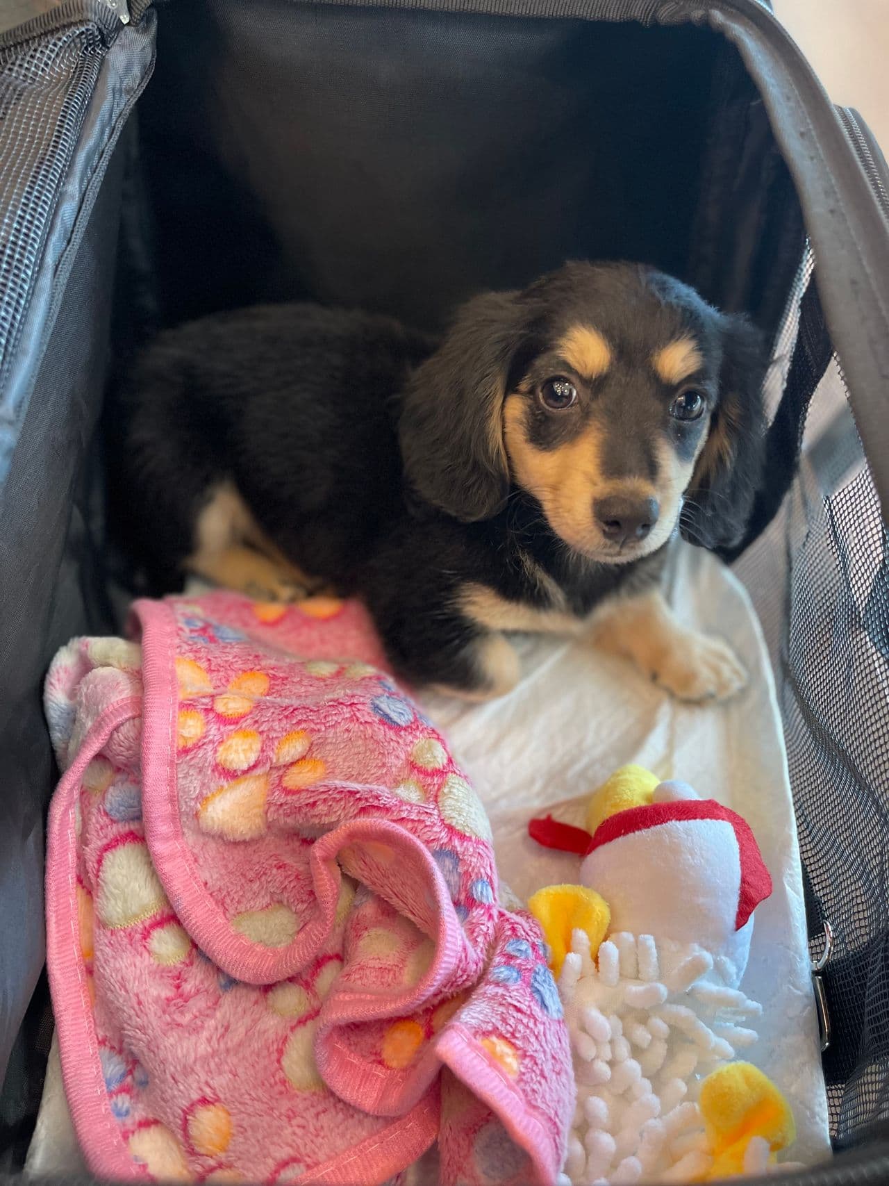 Pet travel photo 1