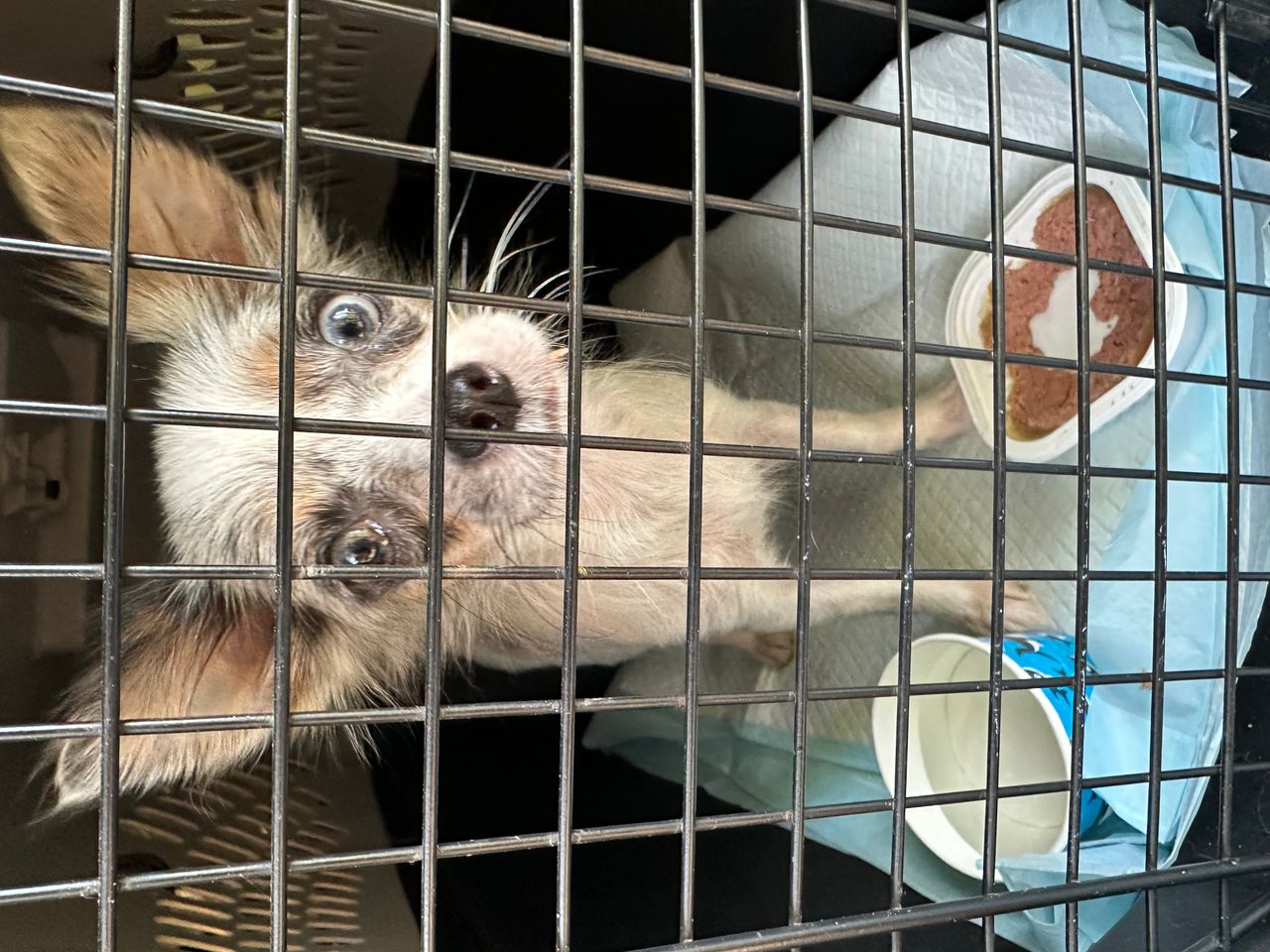 Pet travel photo 2