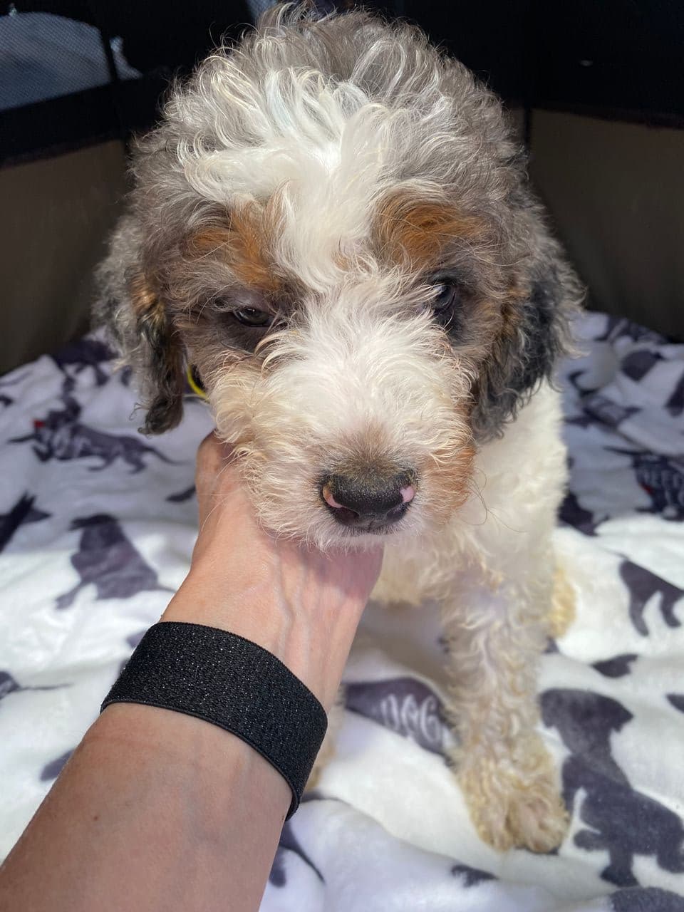 Pet travel photo 1