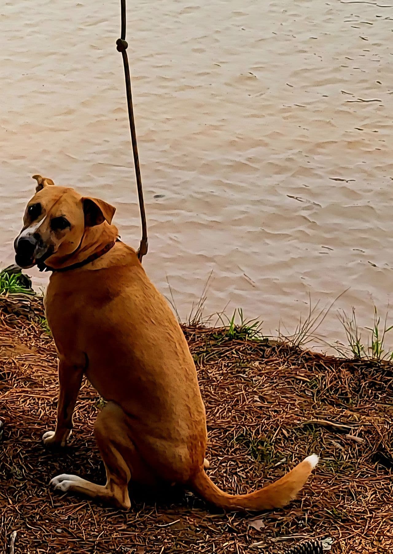 Pet travel photo 2