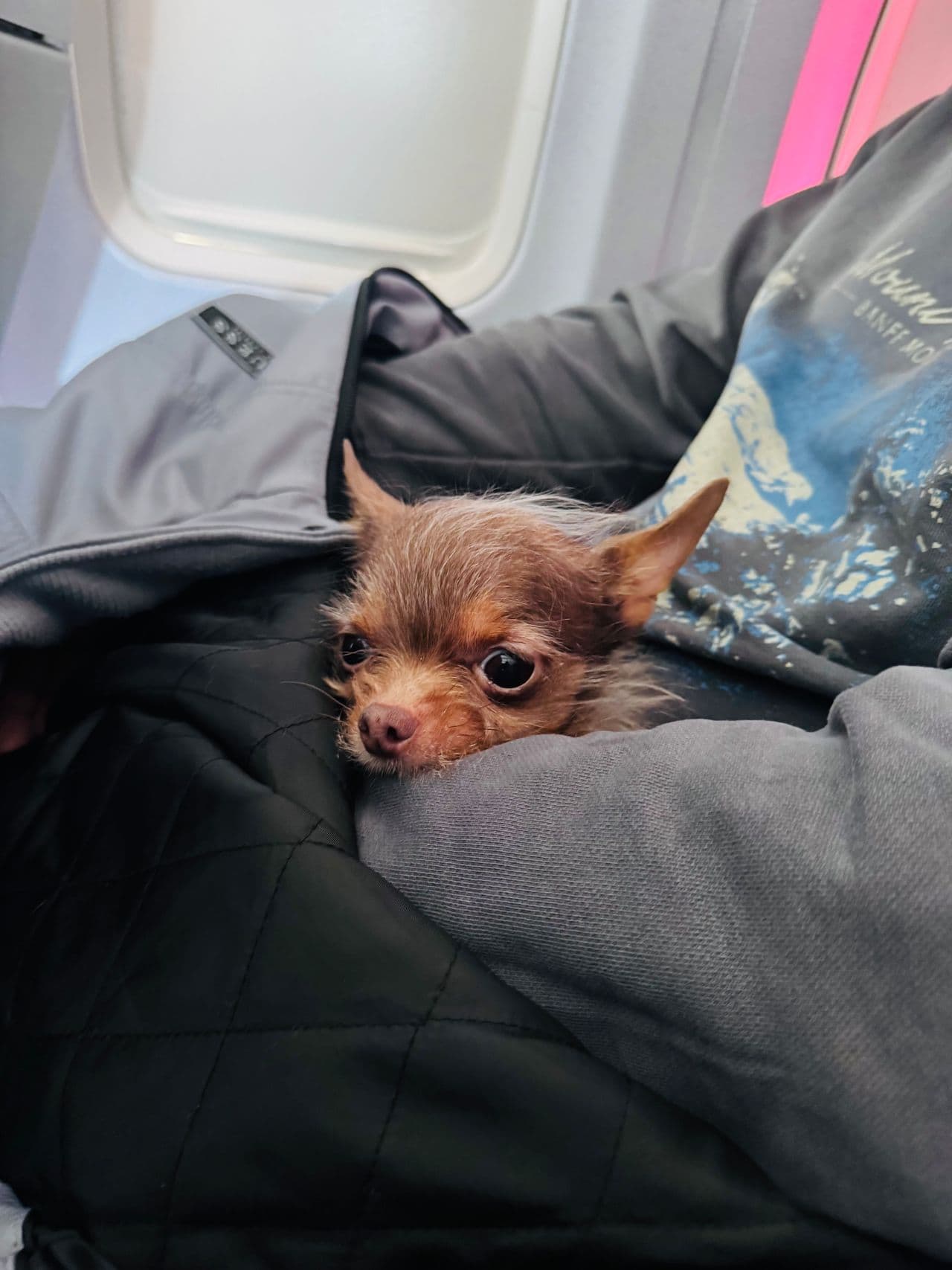 Pet travel photo 3