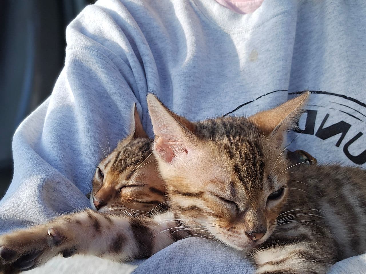 Pet travel photo 5