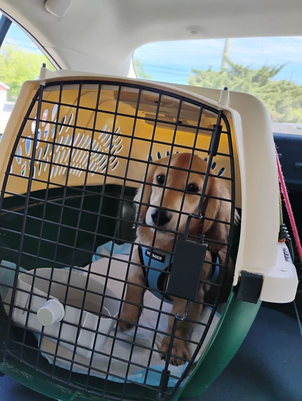 Pet travel photo 6