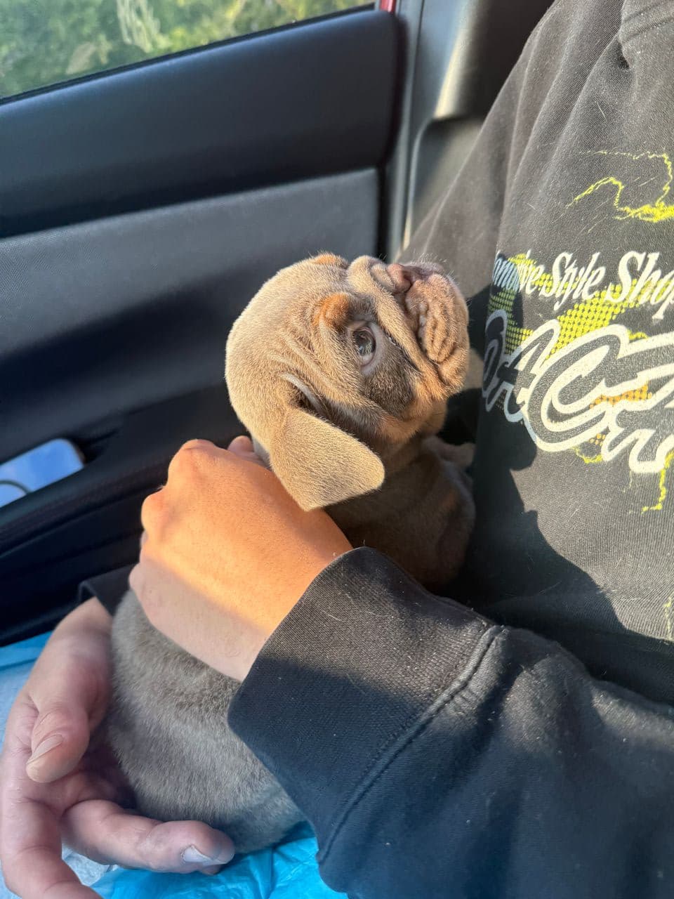 Pet travel photo 5