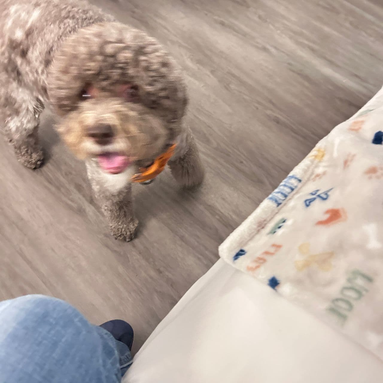 Pet travel photo 6