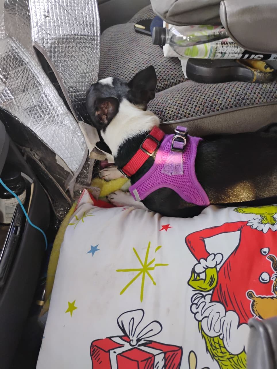 Pet travel photo 1