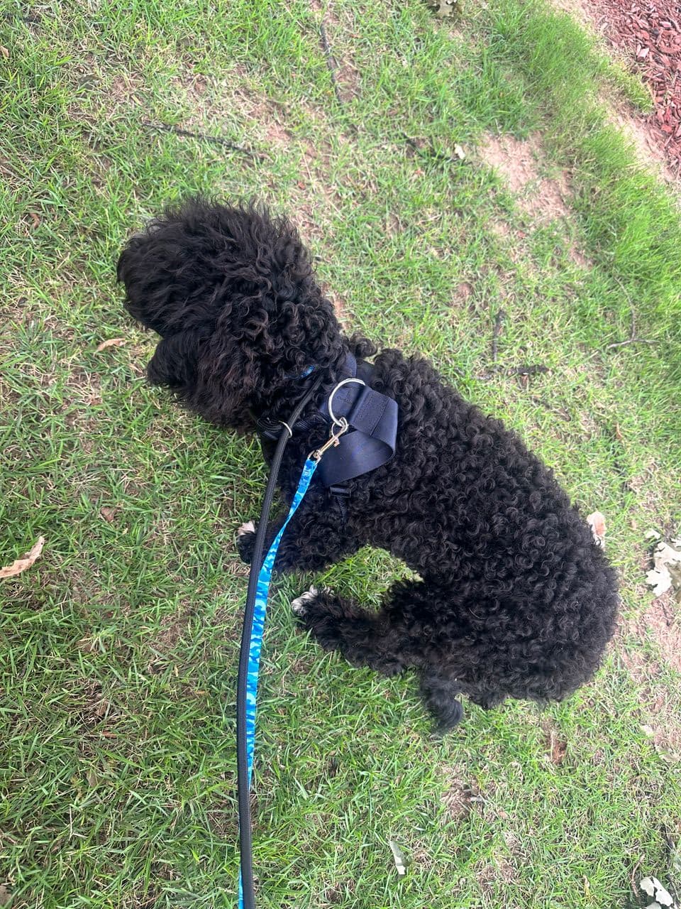 Pet travel photo 2