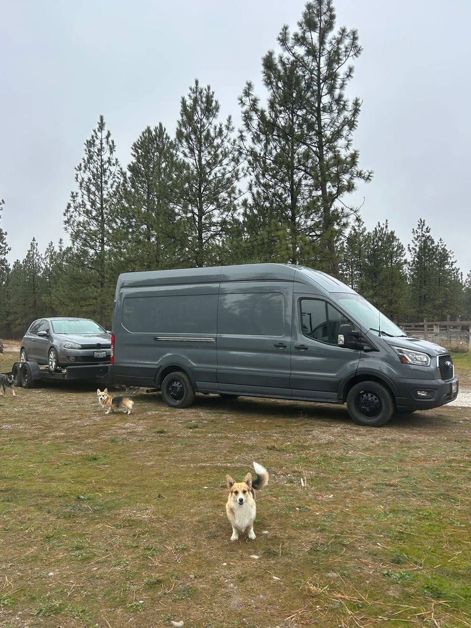 Pet travel photo 3