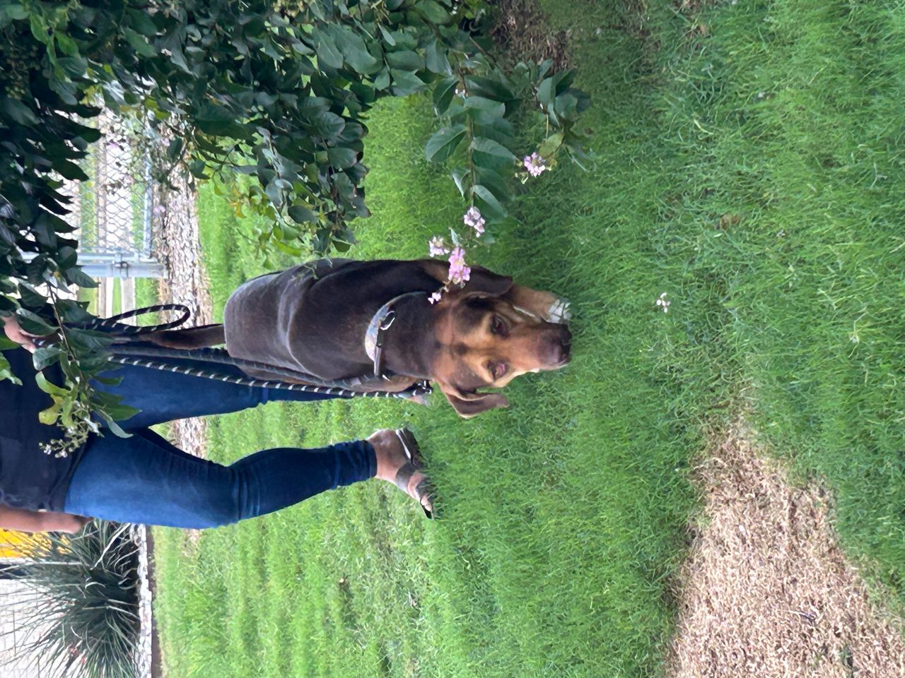 Pet travel photo 2