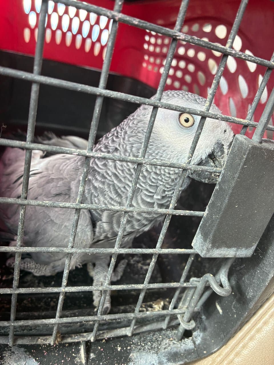 Pet travel photo 1