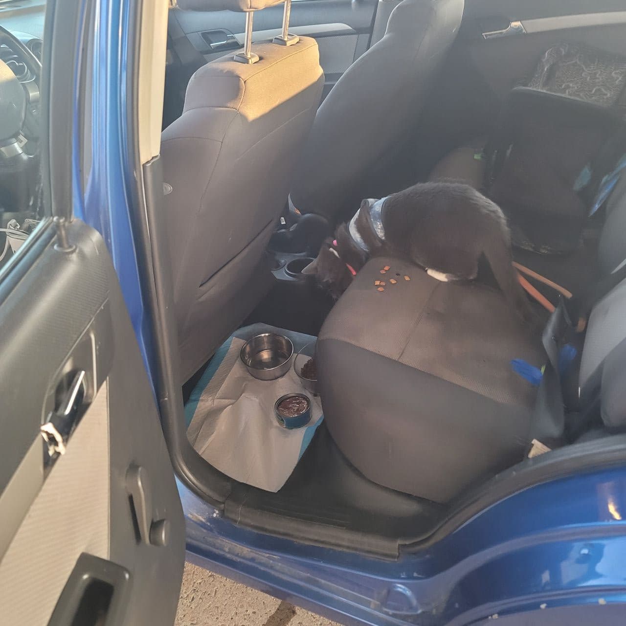 Pet travel photo 2