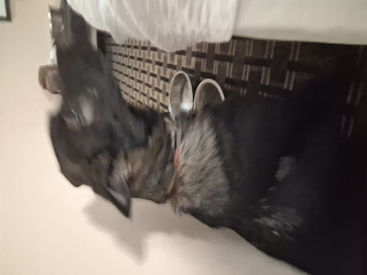 Pet travel photo 6