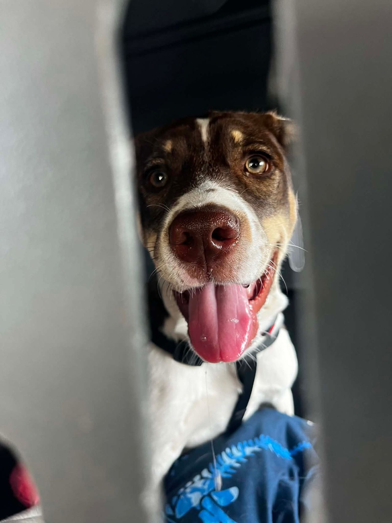 Pet travel photo 2