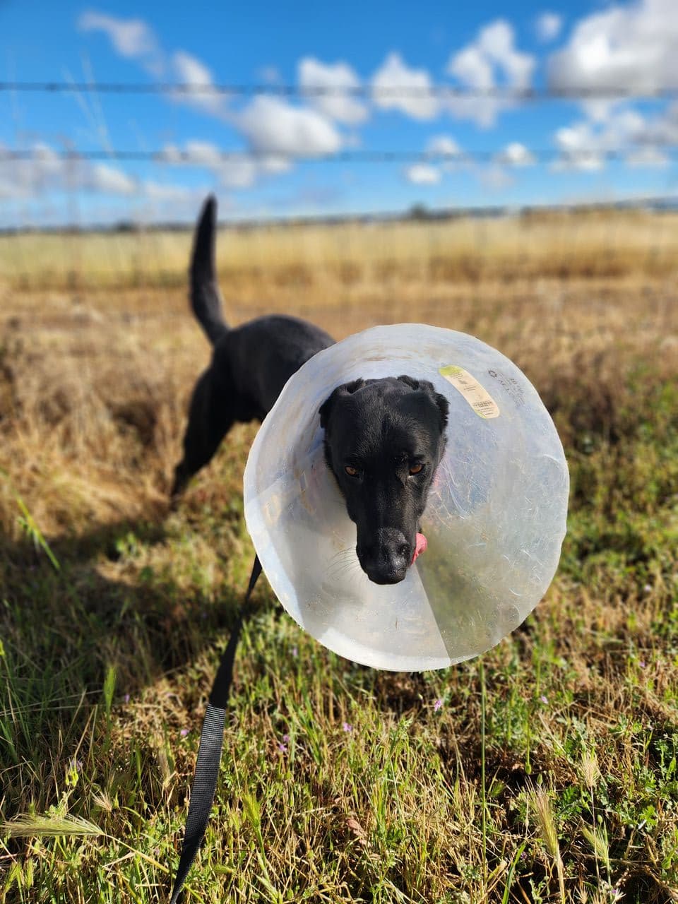 Pet travel photo 2