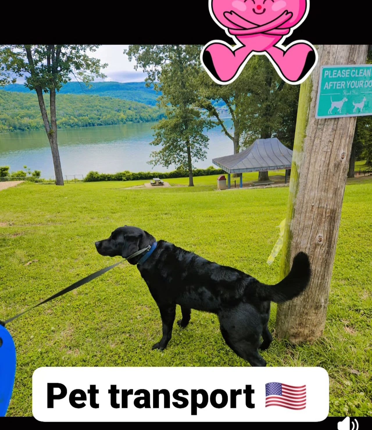 Pet travel photo 4