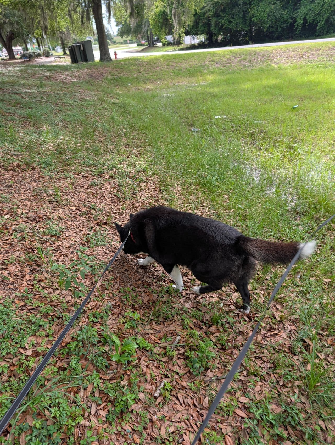 Pet travel photo 2