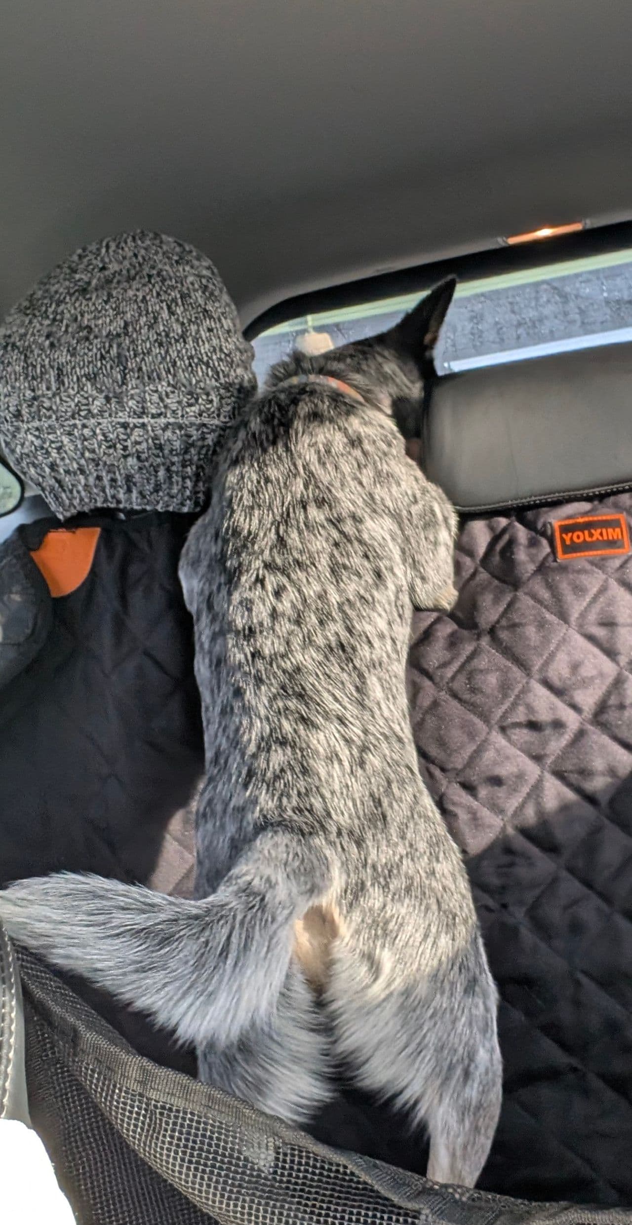 Pet travel photo 2