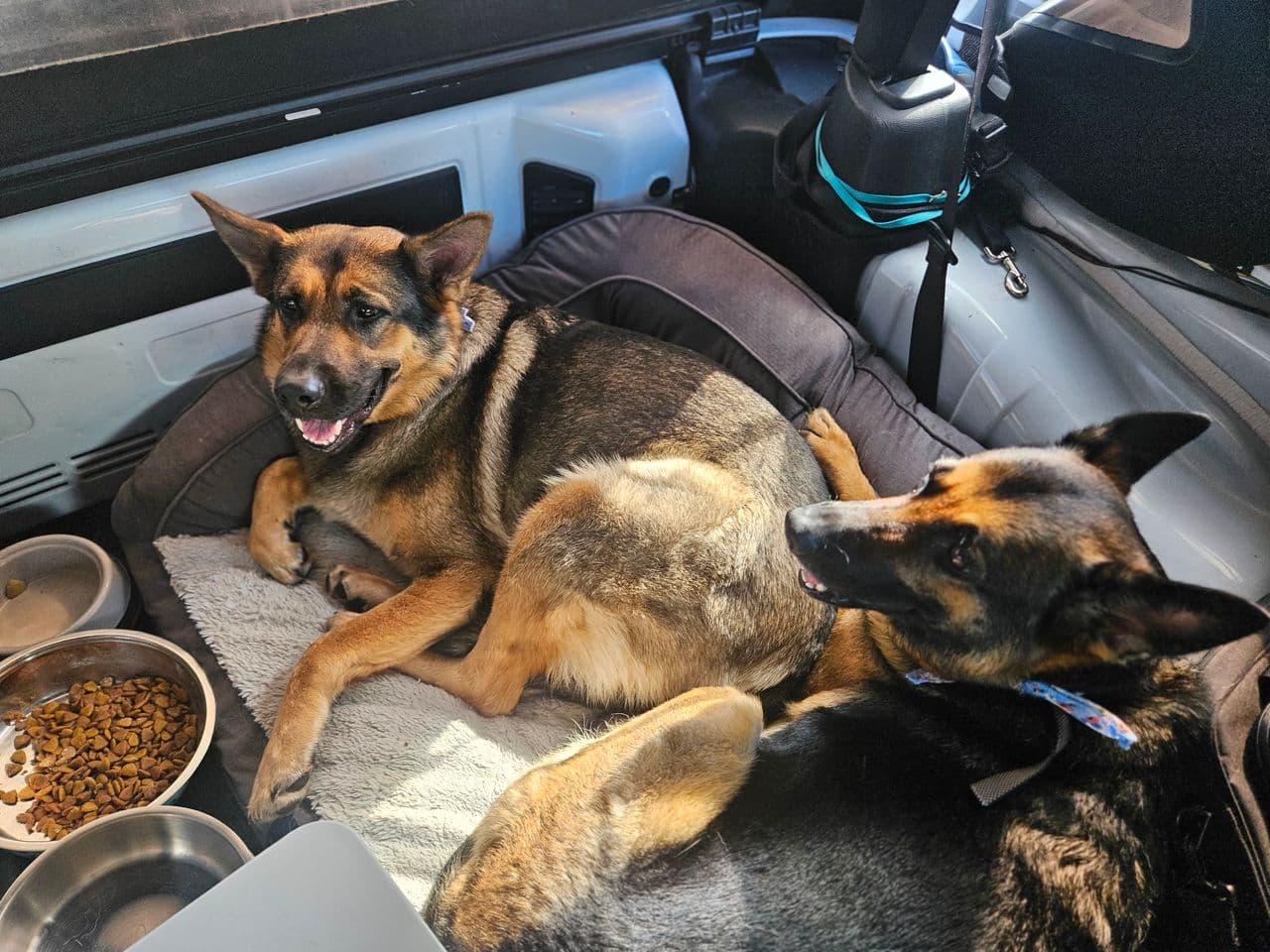 Pet travel photo 3