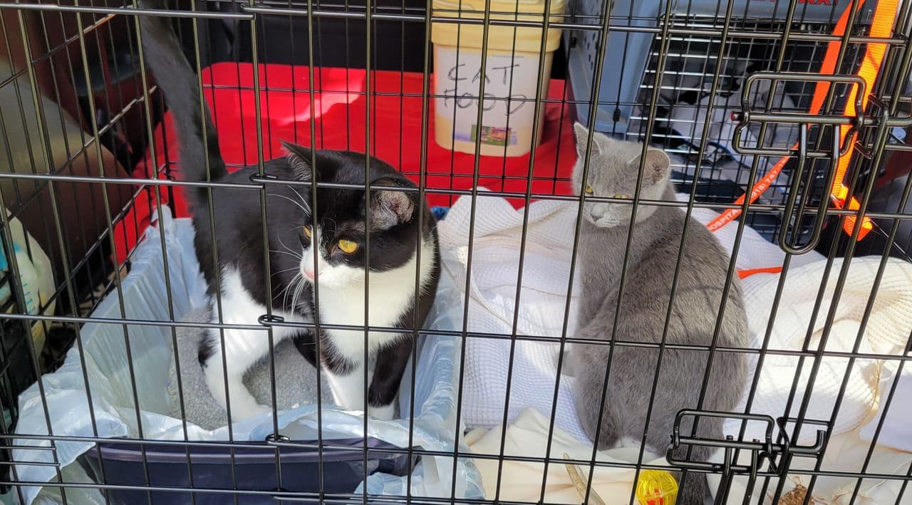 Pet travel photo 2