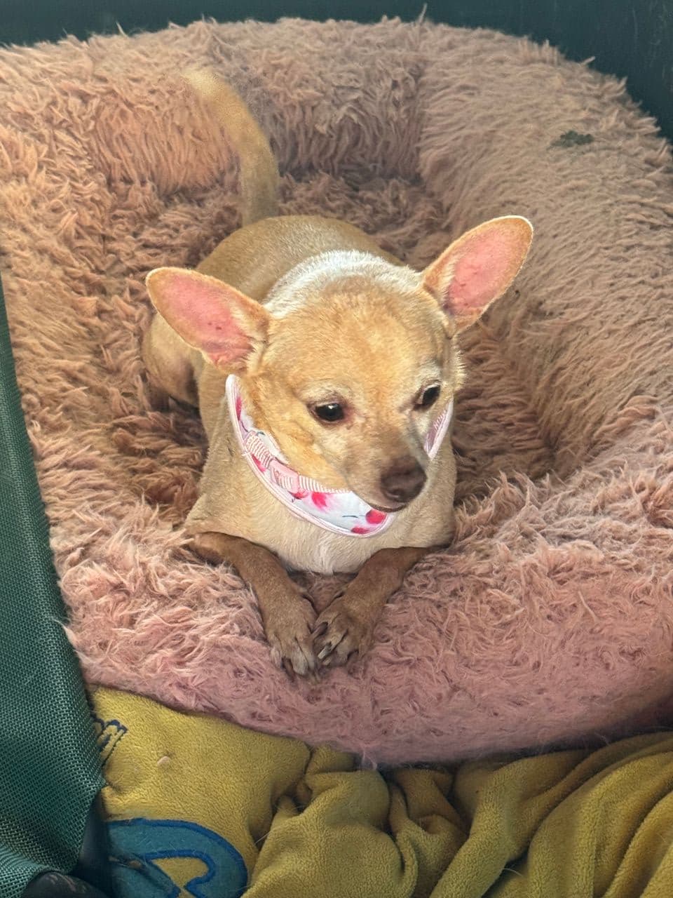 Pet travel photo 4